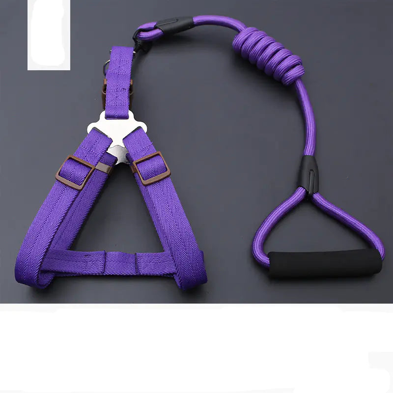 Golden Retriever Teddy Dog Leash and Chest Strap Collar