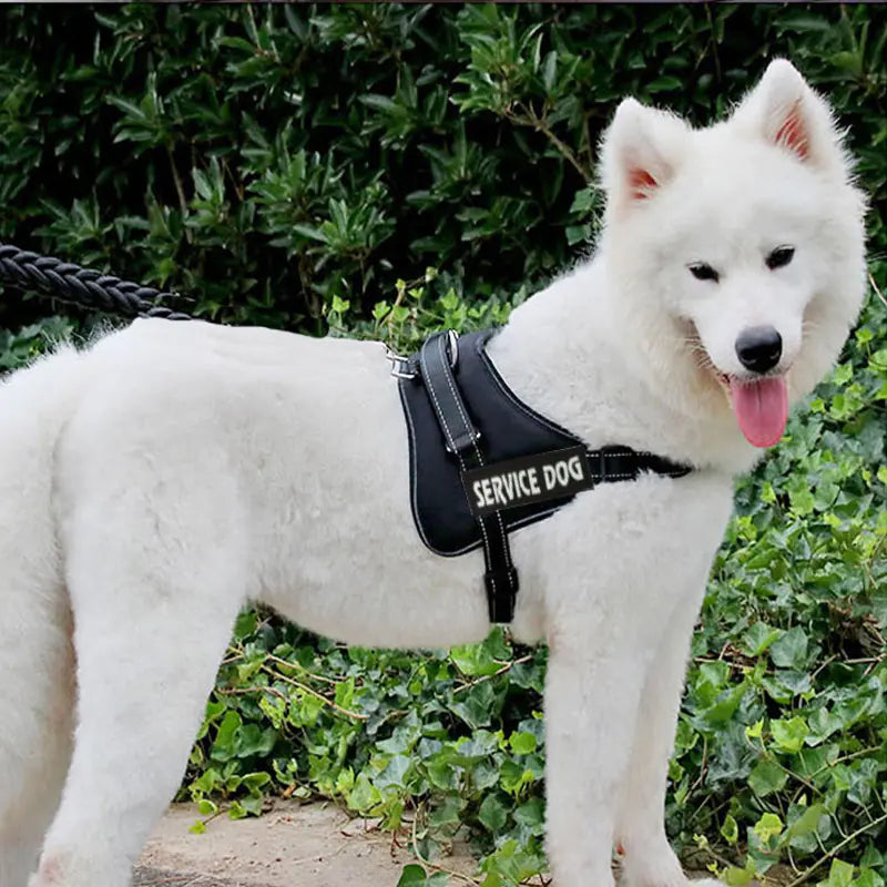 Chest Strap for Pet Dog Harness and Leash