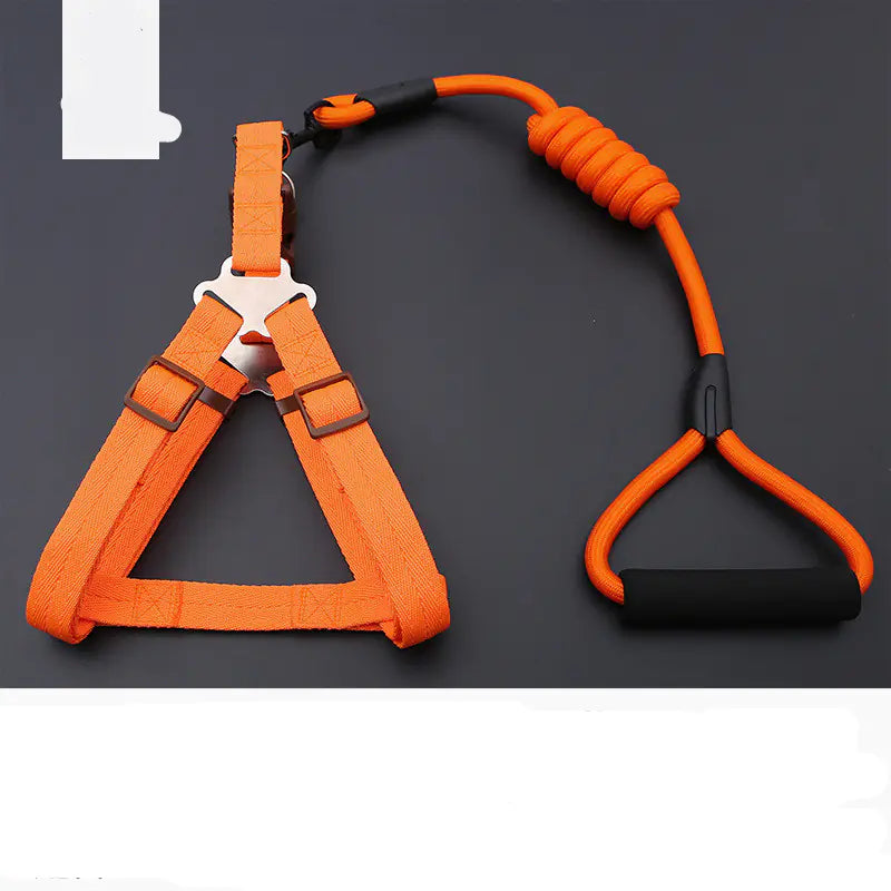 Golden Retriever Teddy Dog Leash and Chest Strap Collar