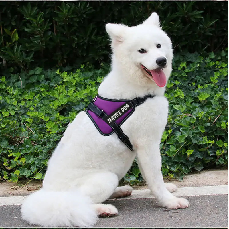 Chest Strap for Pet Dog Harness and Leash