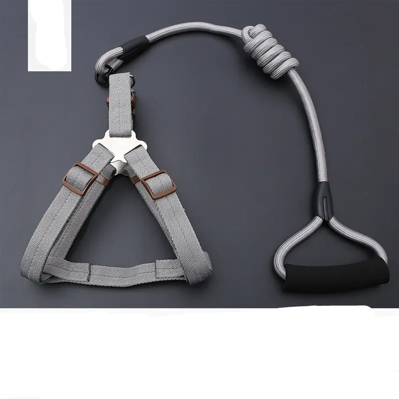 Golden Retriever Teddy Dog Leash and Chest Strap Collar