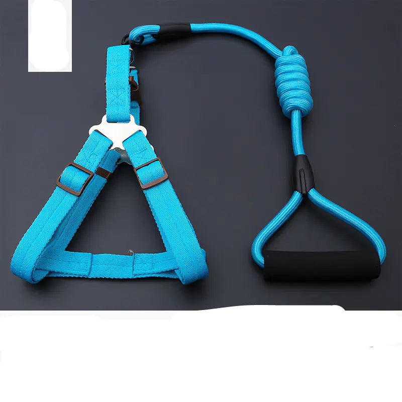 Golden Retriever Teddy Dog Leash and Chest Strap Collar