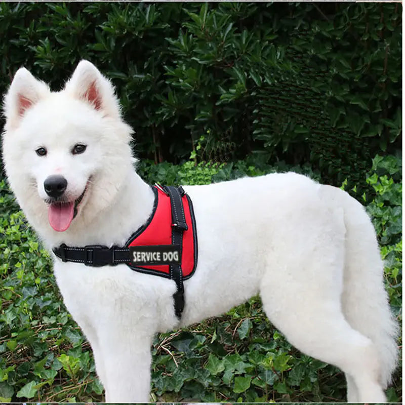 Chest Strap for Pet Dog Harness and Leash