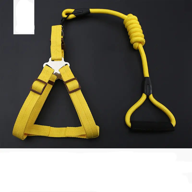 Golden Retriever Teddy Dog Leash and Chest Strap Collar