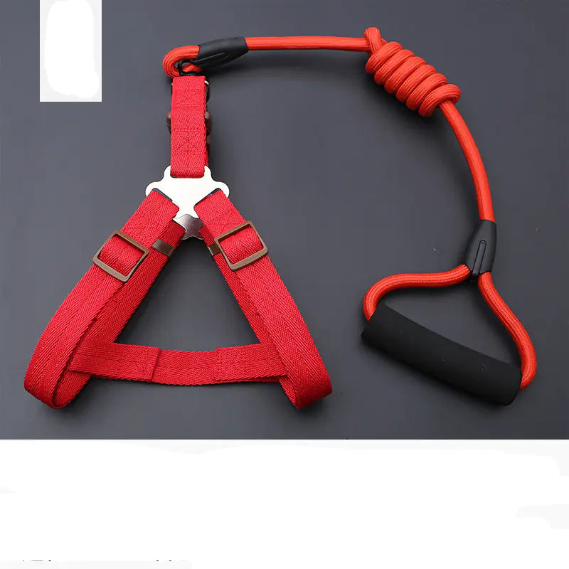 Golden Retriever Teddy Dog Leash and Chest Strap Collar