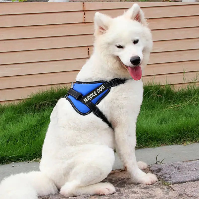 Chest Strap for Pet Dog Harness and Leash